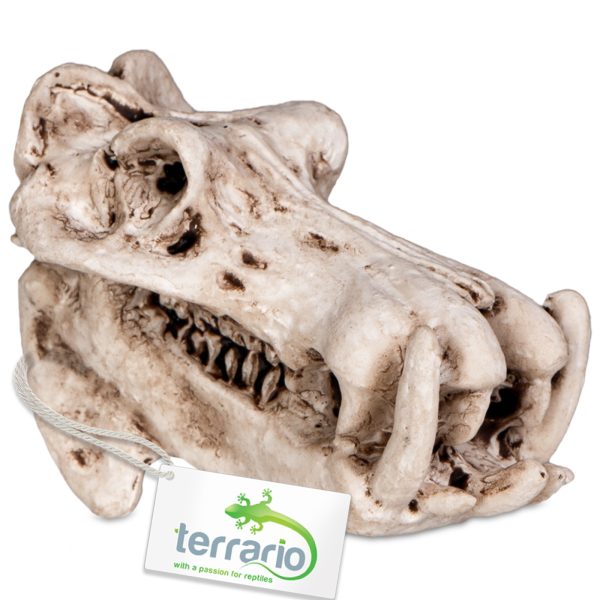 Terrario Hippo Skull - ozdoba do terrarium 5x3x3 cm sklep akwarystyczny śląsk