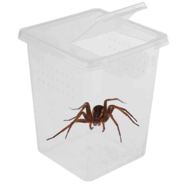 Terrario Insect Box High - plastikowe terrarium 9x9x11cm sklep premium dla akwarystów