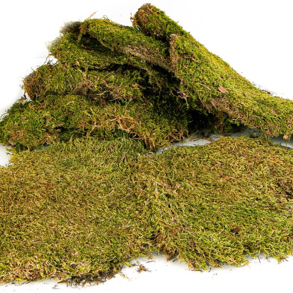 Terrario North King Moss 100g - mech płat sklep premium dla akwarystów