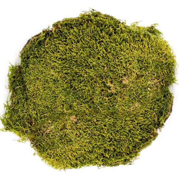Terrario North King Moss 100g - mech płat sklep akwarystyczny śląsk