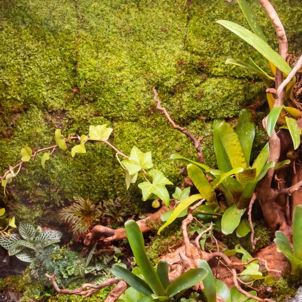 Akwarium / terrarium / Animals