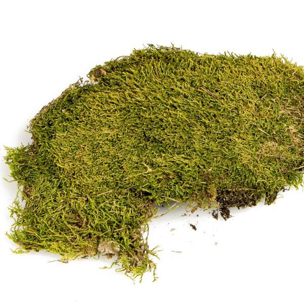 Terrario North King Moss 25g - mech płat sklep akwarystyczny śląsk