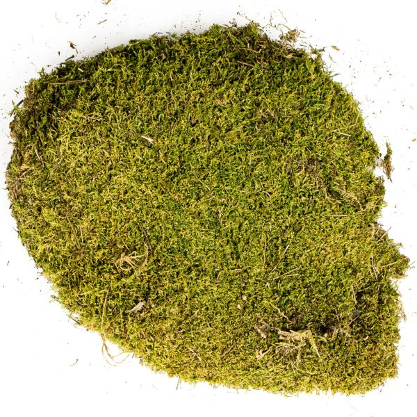 Terrario North King Moss 50g - mech płat sklep akwarystyczny śląsk