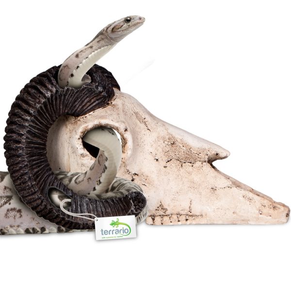 Terrario Ram Skull - ozdoba do terrarium 19x16x11 cm sklep premium dla akwarystów