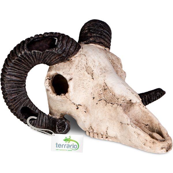 Terrario Ram Skull - ozdoba do terrarium 19x16x11 cm sklep akwarystyczny śląsk