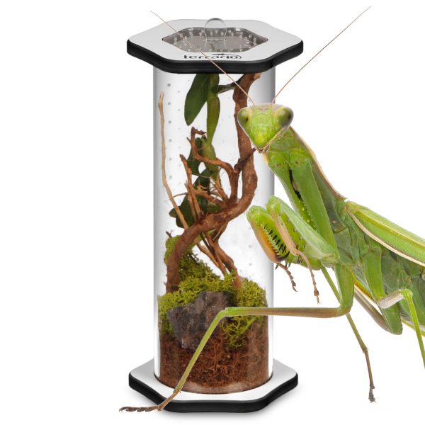 Akwarium / terrarium / Animals