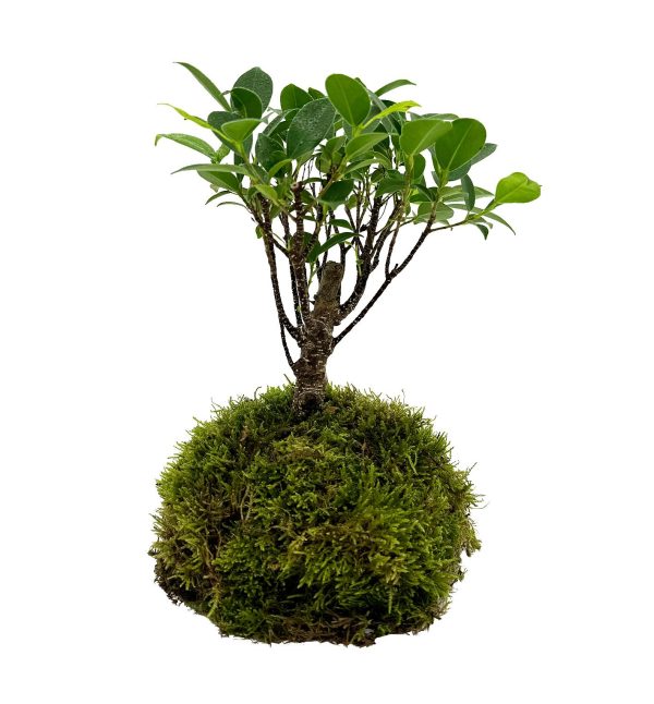 WIO BONSAI FICUS RETUSA sklep akwarystyczny śląsk