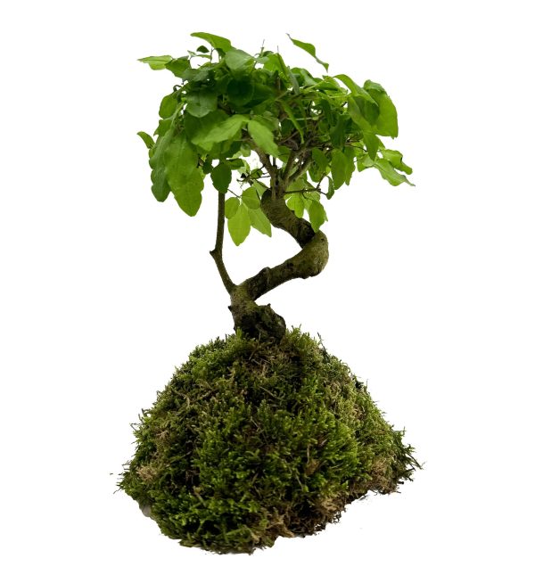 WIO BONSAI LIGUSTRUM SP. sklep akwarystyczny śląsk