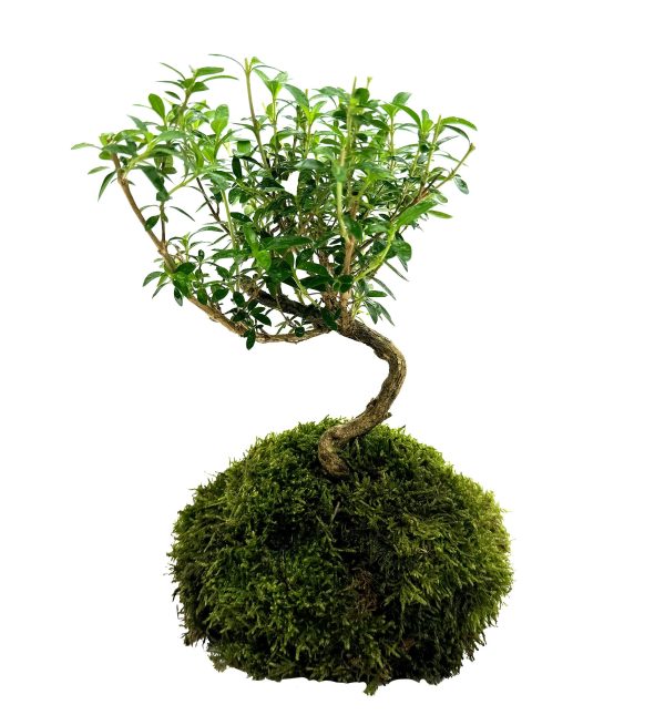 WIO BONSAI SERISSA PHOETIDA sklep akwarystyczny śląsk