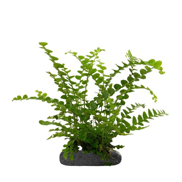 WIO FERNS NEPHROLEPIS CORDIFOLIA 'DUFFII' sklep akwarystyczny śląsk