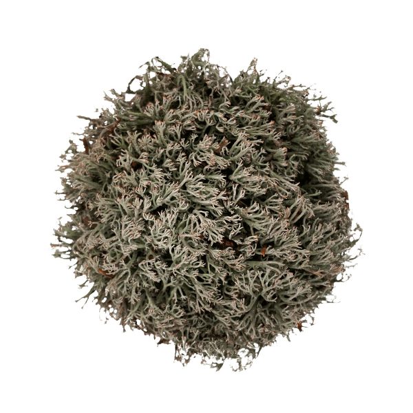 WIO MOSS CLADONIA RANGIFERINA sklep akwarystyczny śląsk