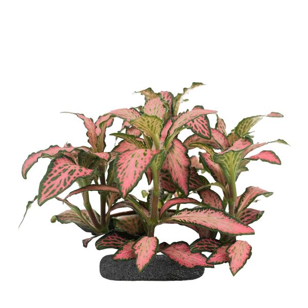 WIO TROPICAL FITTONIA VERSCHAFFELTII 'PINK CRINKE' sklep akwarystyczny śląsk