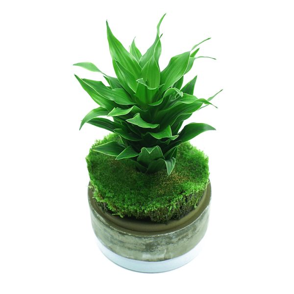 YOKUCHI HAISUI BASE 2L sklep akwarystyczny / terrarystyczny