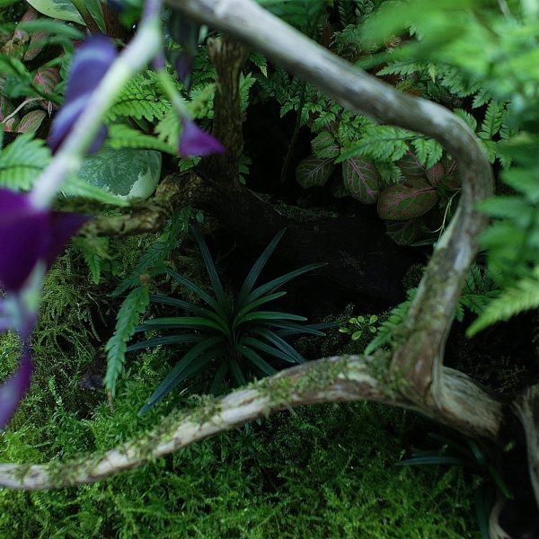 Akwarium / terrarium / Animals