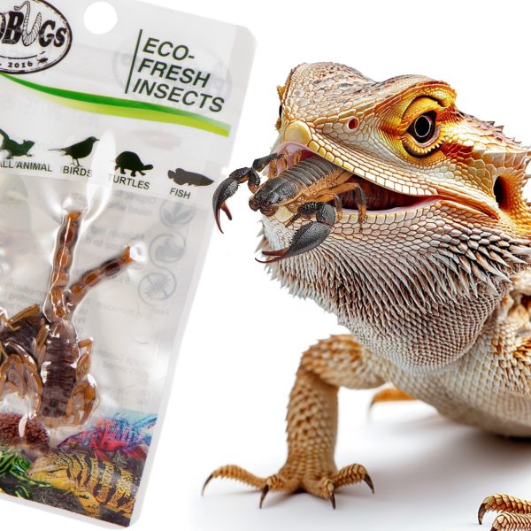 PROBUGS SCORPION DISPLAY BOX sklep akwarystyczny / terrarystyczny