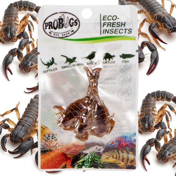 PROBUGS SCORPION DISPLAY BOX