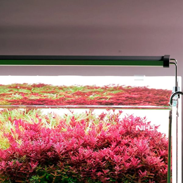 Akwarium / terrarium / Animals