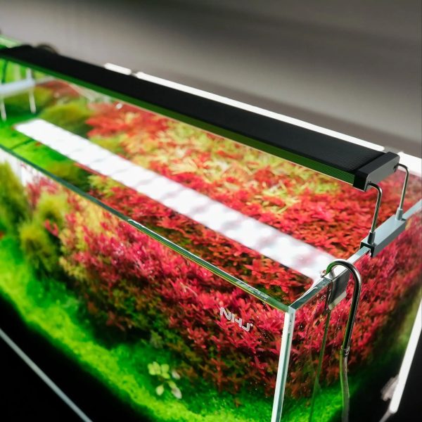 Akwarium / terrarium / Animals