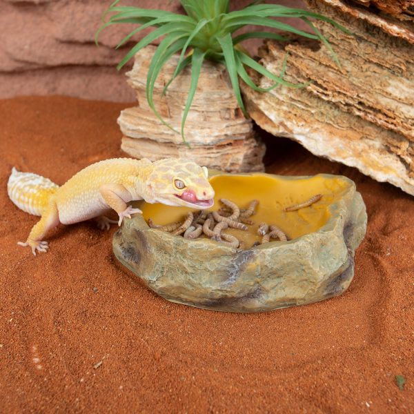 Akwarium / terrarium / Animals
