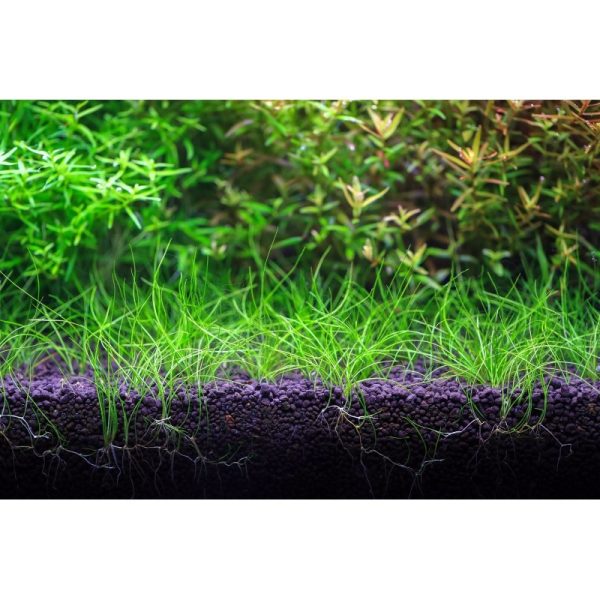 Akwarium / terrarium / Animals