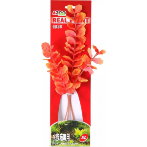 12” ROTALIA MARCANDRA(ORANGE) AZ98018