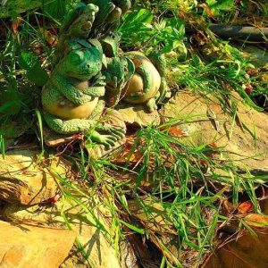 AQN F-FROGPAIR-MUL FIGURKA DWIE ŻABY sklep akwarystyczny śląsk