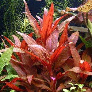 Alternanthera Reineckii Mini Duży Kubek 10cm Piękna in vitro sklep akwarystyczny śląsk