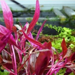 Alternanthera Reineckii Pink PORCJA 3 sadzonki In vitro sklep akwarystyczny śląsk