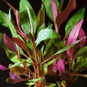 Alternanthera Reineckii Purple PORCJA 3 sadzonki In vitro sklep akwarystyczny śląsk