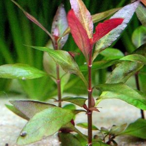 Alternanthera Reineckii Zielona PORCJA 3 sadzonki In vitro sklep akwarystyczny śląsk