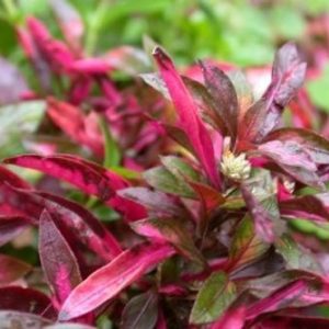Alternanthera Sp Red PORCJA 3 sadzonki In Vitro sklep akwarystyczny śląsk
