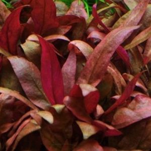 Alternanthera reineckii rosanervig Kubek 5cm Piękna in vitro sklep akwarystyczny śląsk