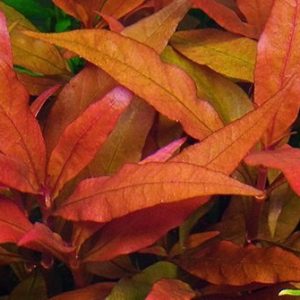 Alternanthera sp Bronze Kubek 5cm Piękna in vitro sklep akwarystyczny śląsk