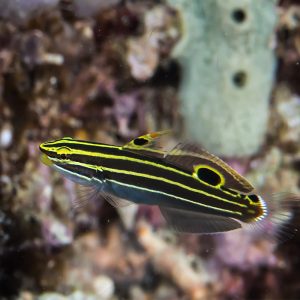 Amblygobius hectori sklep akwarystyczny śląsk