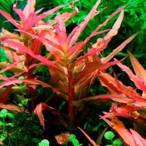 Ammania Gracilis Porcja 3 sadzonki In Vitro Piękna sklep akwarystyczny śląsk