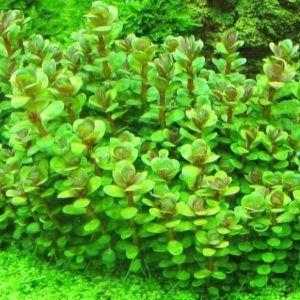 Ammania sp Bonsai Kubek 10cm in vitro Piękna sklep akwarystyczny śląsk