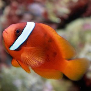 Amphiprion frenatus sklep akwarystyczny śląsk
