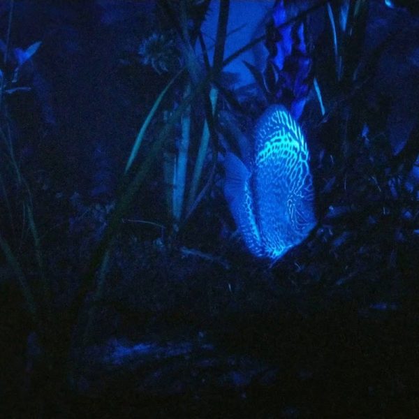 Akwarium / terrarium / Animals