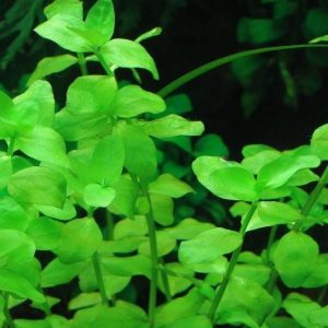 Bacopa Australis PORCJA około 10 sadzonek In vitro Piękna sklep akwarystyczny śląsk