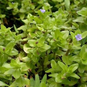 Bacopa Caroliniana Porcja 10 sadzonek In Vitro Piękna sklep akwarystyczny śląsk