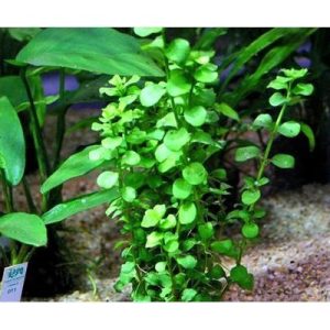 Bacopa Crenata Kubek 5cm in vitro sklep akwarystyczny śląsk