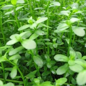 Bacopa Monnieri Drobnolistna Kubek 10cm in vitro sklep akwarystyczny śląsk