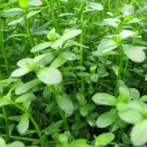 Bacopa Monnieri Drobnolistna PORCJA 10 sadzonek In vitro sklep akwarystyczny śląsk