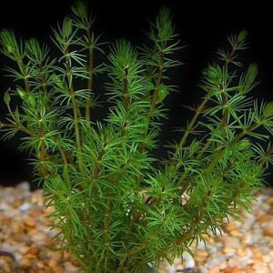 Bacopa Myriophyloides Okółkowa Kubek 10cm in vitro sklep akwarystyczny śląsk