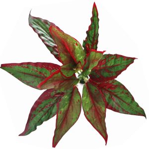 Bello Plant - Calathea Cherry Red - roślina XL do obrazów 3D sklep akwarystyczny śląsk