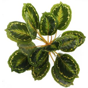 Bello Plant - Calathea Multi - roślina XXL do obrazów 3D sklep akwarystyczny śląsk