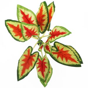 Bello Plant - Devil's Ivy Red - roślina XL do obrazów 3D sklep akwarystyczny śląsk