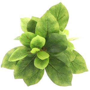 Bello Plant - Double Ficus - roślina M do obrazów 3D sklep akwarystyczny śląsk
