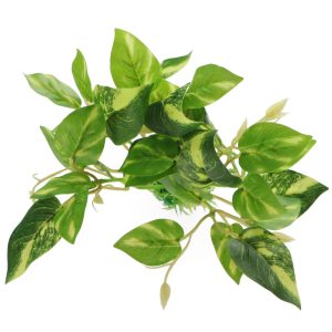 Bello Plant - Fig Tree - roślina L do obrazów 3D sklep akwarystyczny śląsk