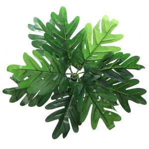 Bello Plant - Oak's Leaf - roślina XL do obrazów 3D sklep akwarystyczny śląsk
